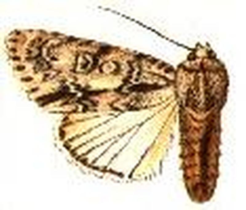Acronicta theodora
