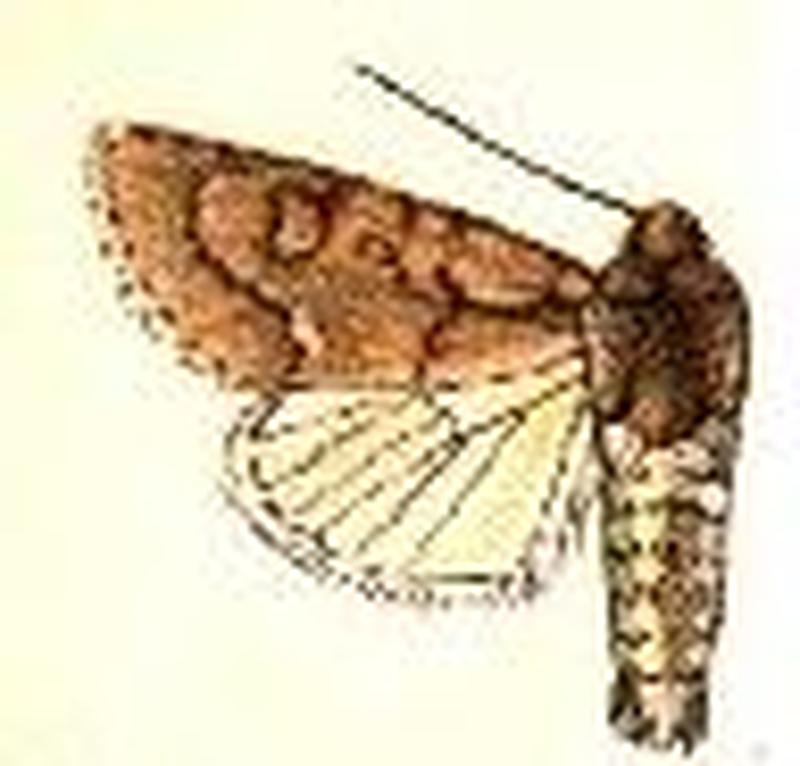 Acronicta tota