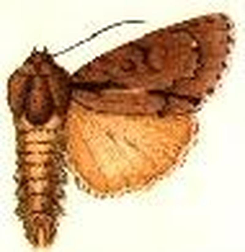 Acronicta tritona2