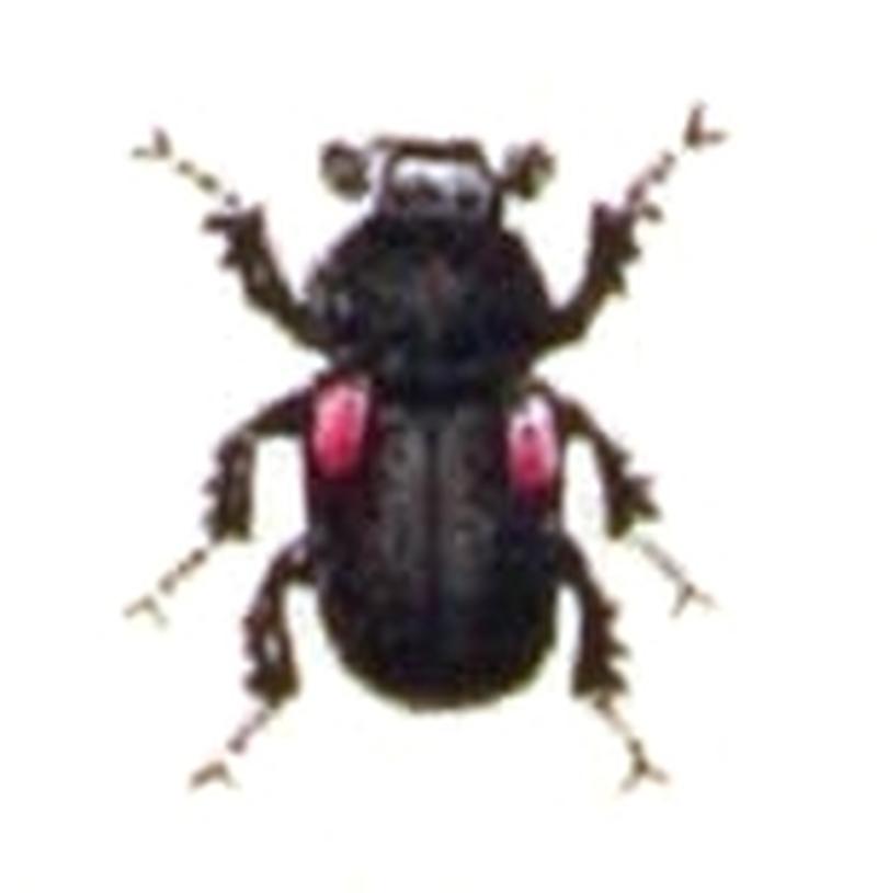 Acrossus.bimaculatus.-.calwer.21.25