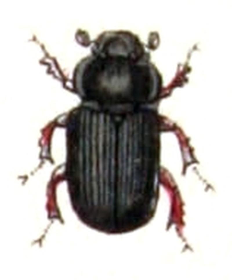 Acrossus.rufipes.-.calwer.22.07