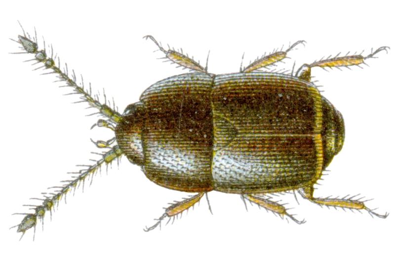 Acrotrichis grandicollis Reitter-1908 table65