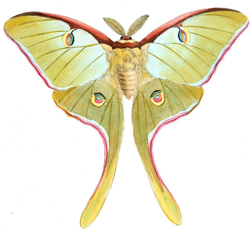 Actias luna