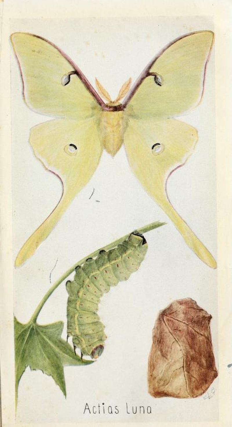 Actias Luna Fieldbookofinsec00lutz 0195