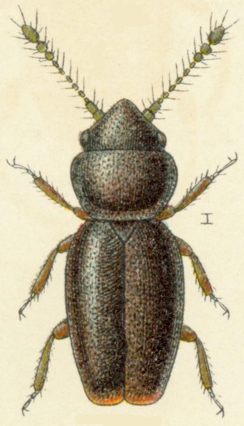 Actidium boudieri