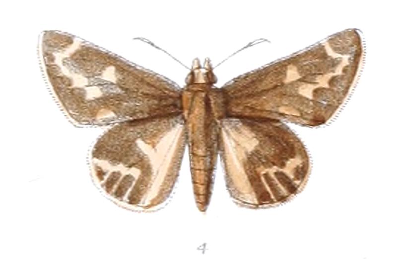 ActinorRadians 823 4 Knight