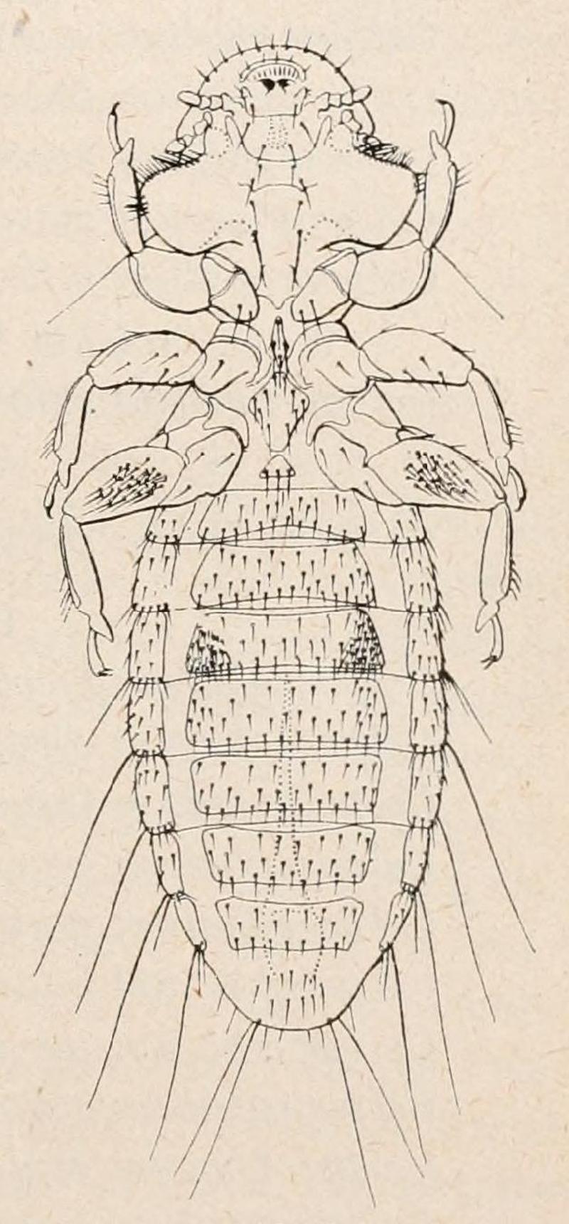 Actornithophilus uniseriatus Ferris 1916