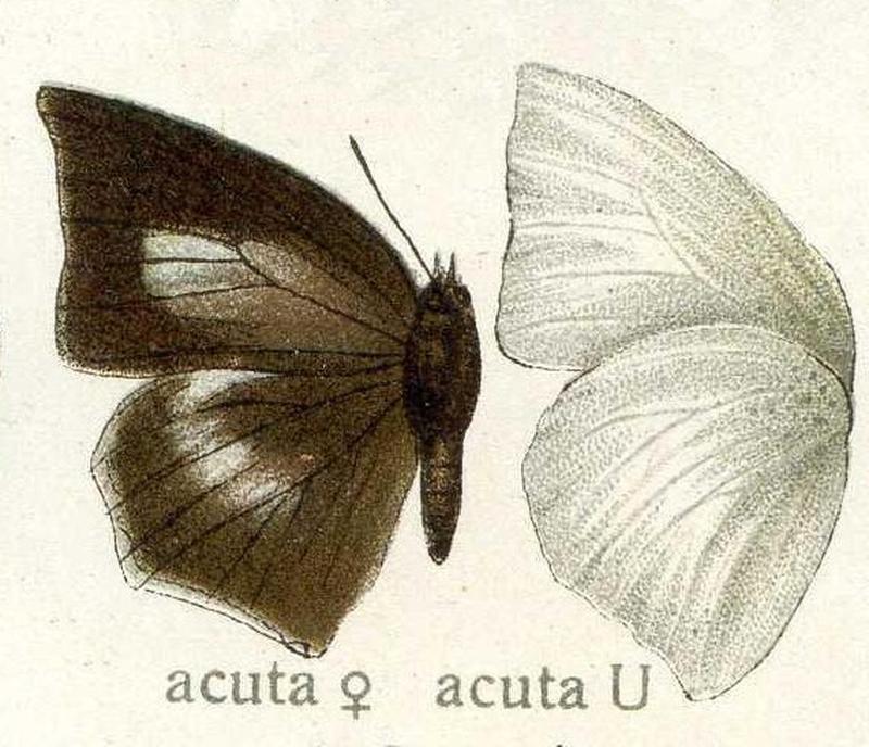 Curetis acuta