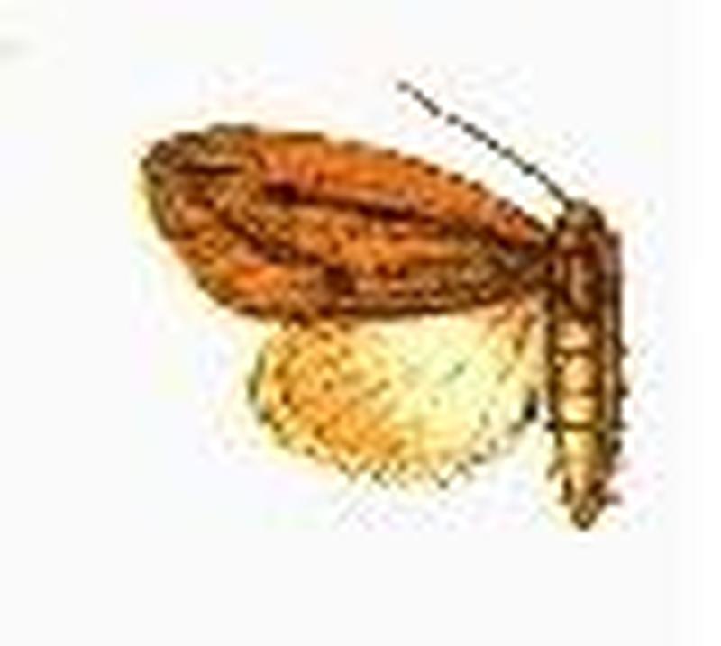 Acylita disticta