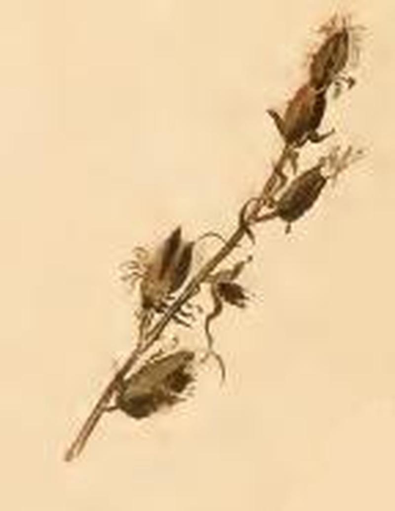 Adela violella a sprig of Hypericum perforatum harbouring larva