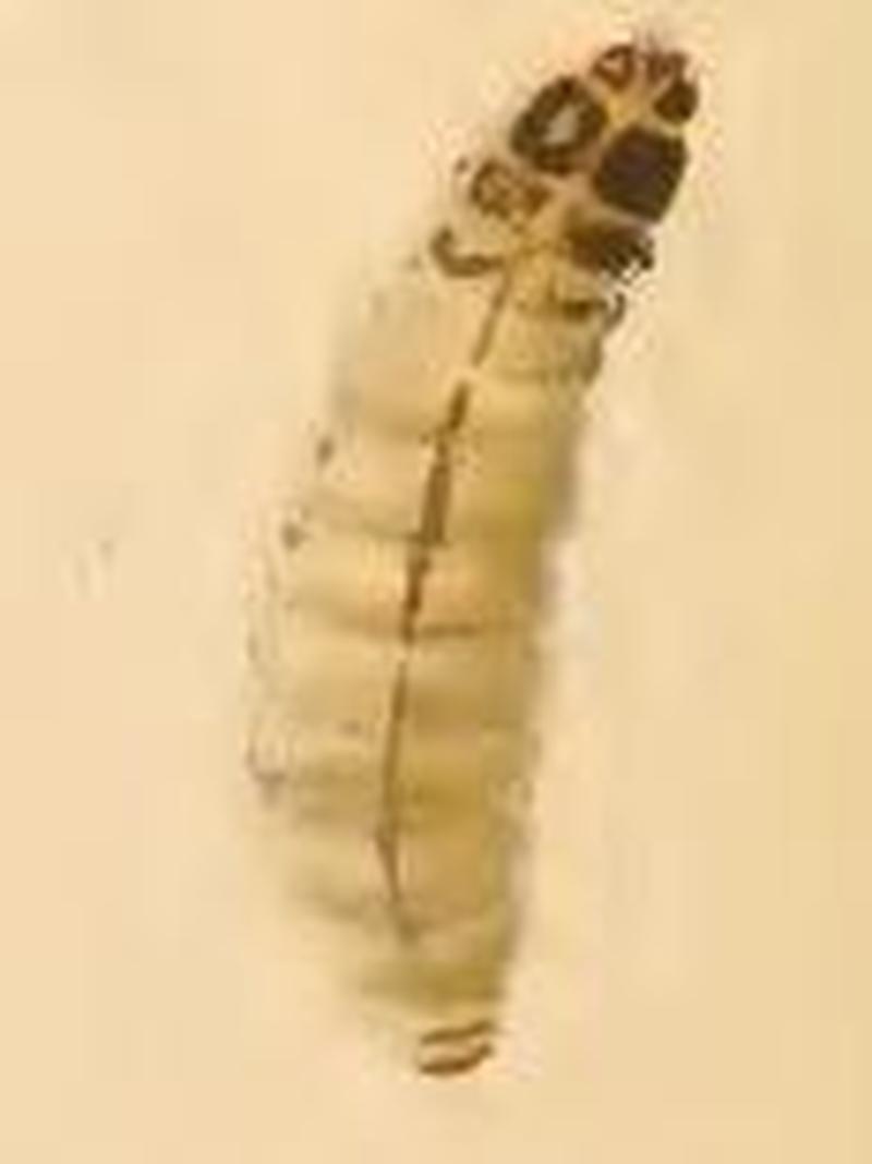 Adela violella larva