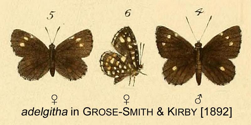 Adelgitha inGSK1892