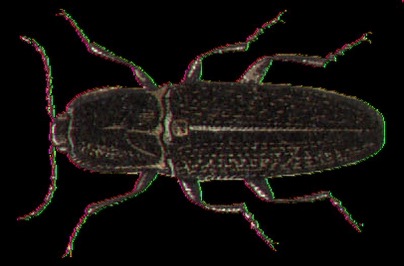 Adelocera punctata