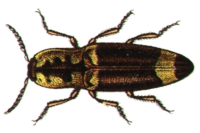 Adelocera quercea