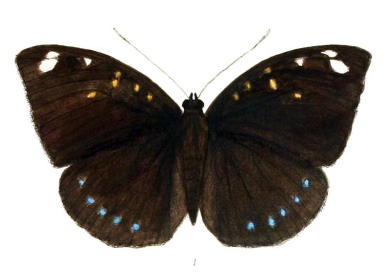 AdoliasAlbopunctata216 1