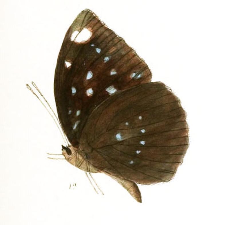 AdoliasAlbopunctata216 1a
