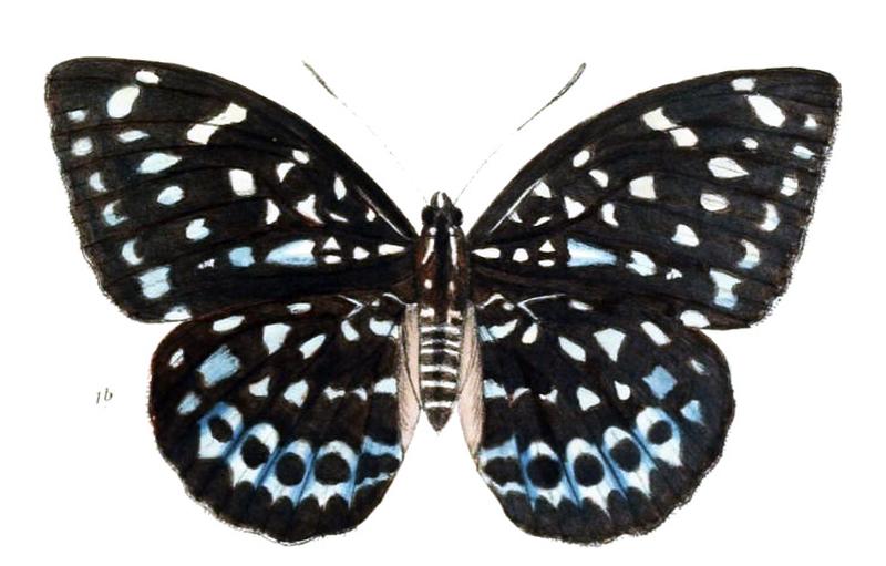 AdoliasAlbopunctata216 1b