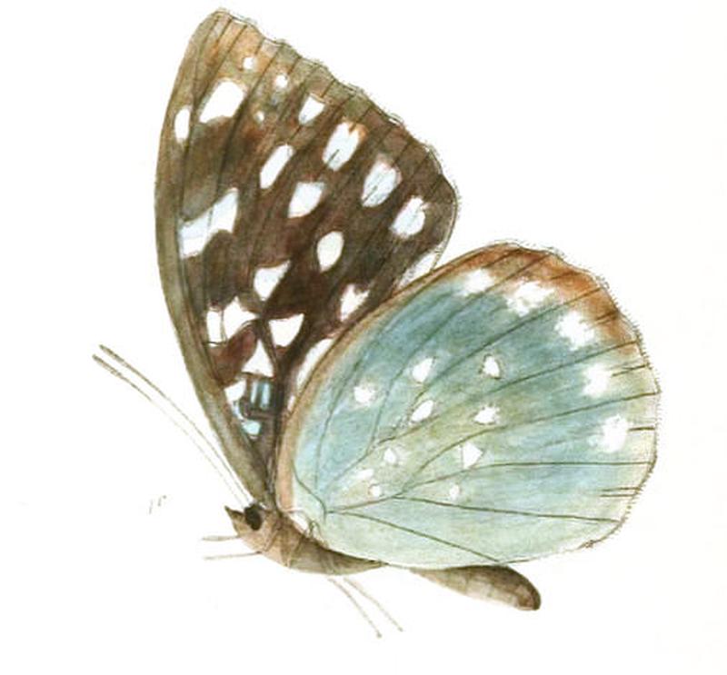 AdoliasAlbopunctata216 1c