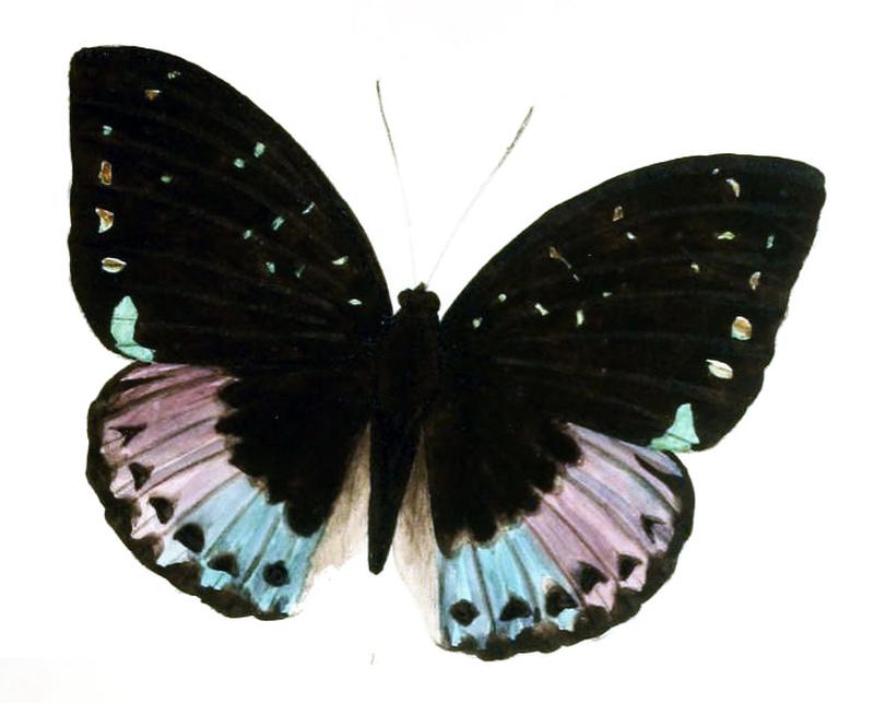 AdoliasCyanipardus215 1
