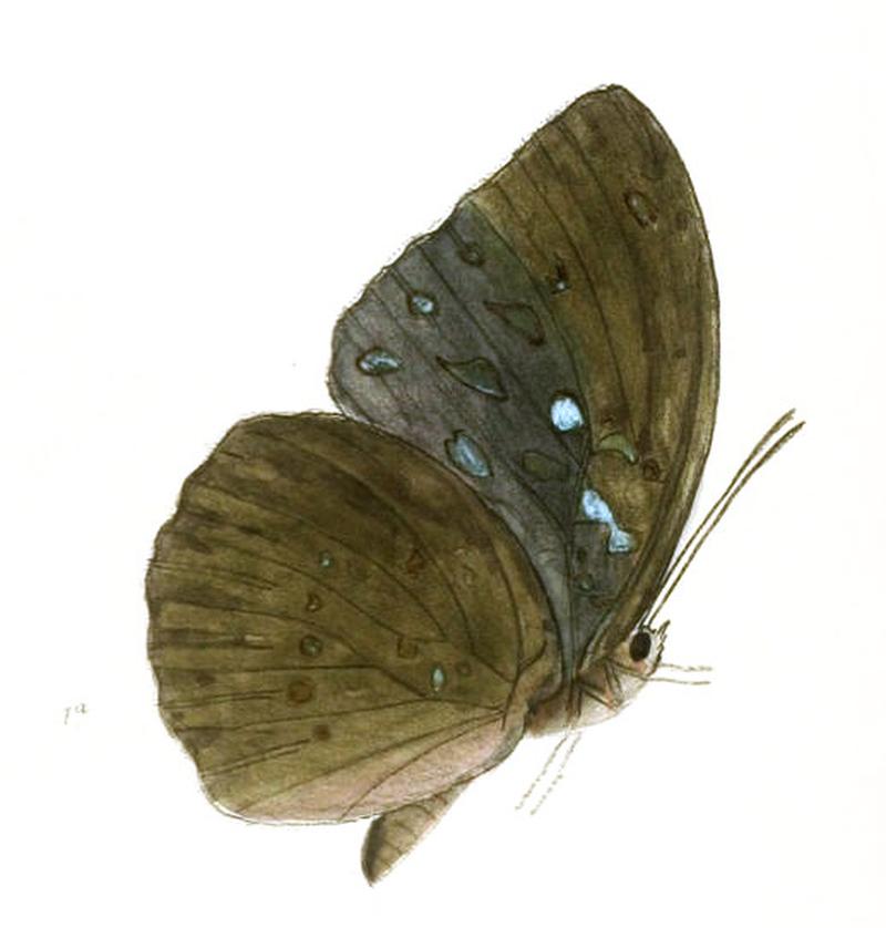 AdoliasCyanipardus215 1a