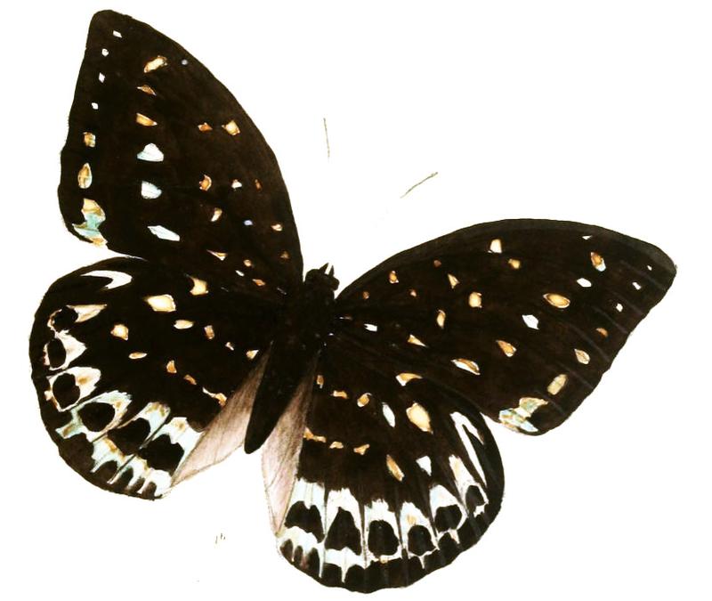 AdoliasCyanipardus215 1b