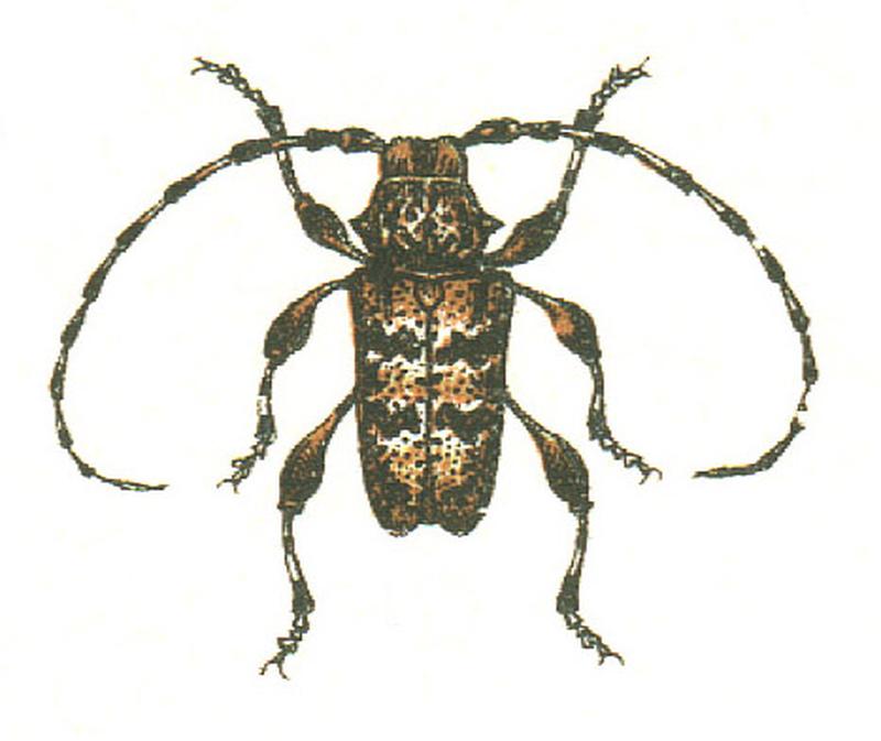Aegomorphus clavipes