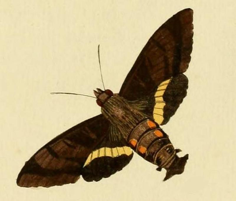 Aellopos ceculus1