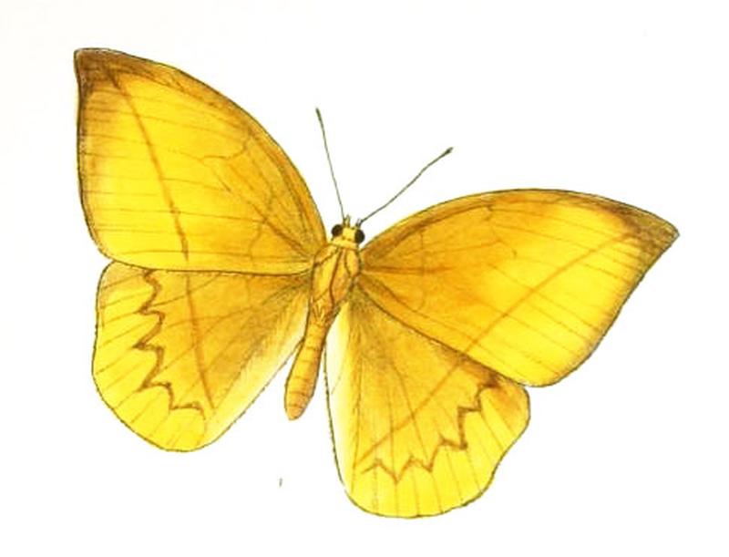 AemonaAmathusia164 1