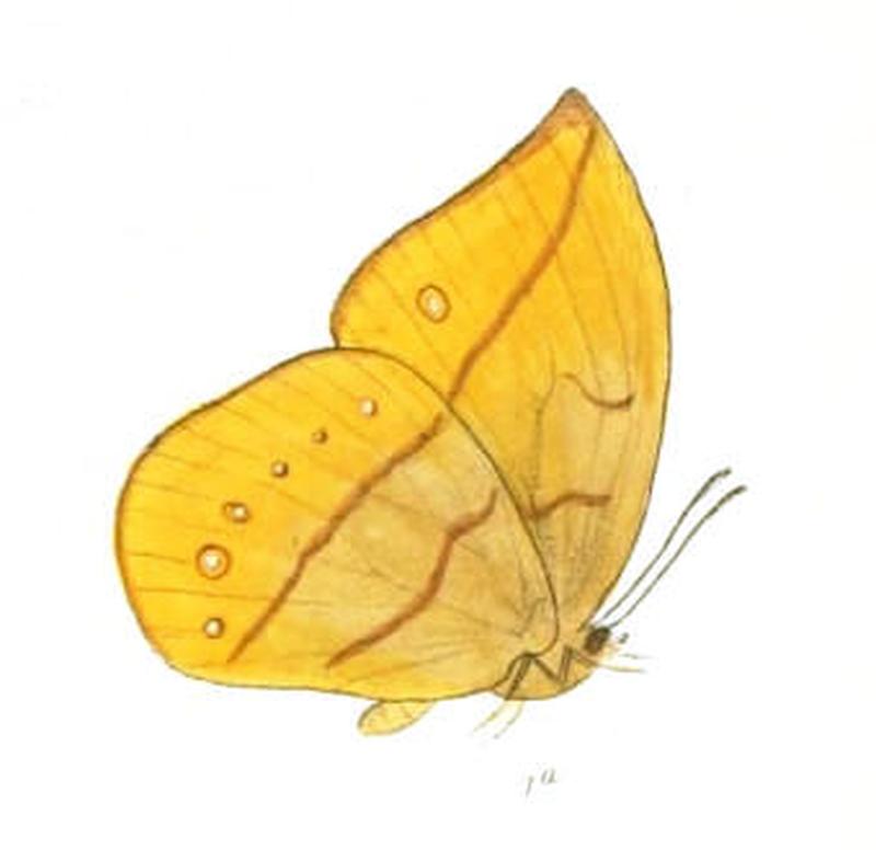 AemonaAmathusia164 1a