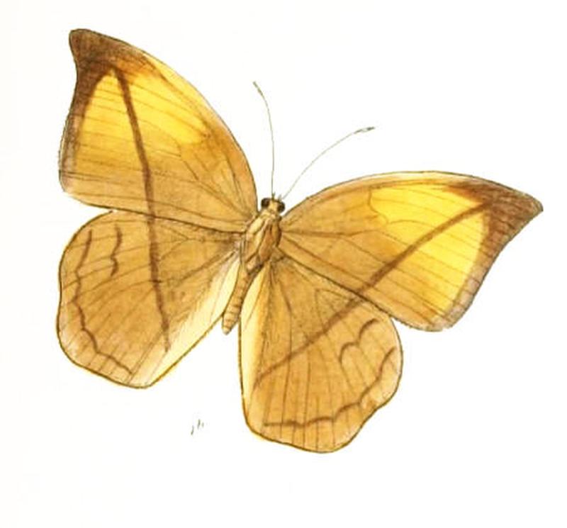 AemonaAmathusia164 1b