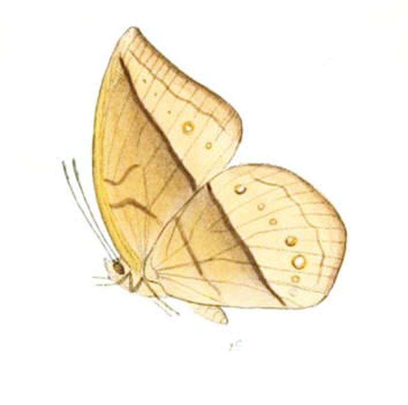 AemonaAmathusia164 1c