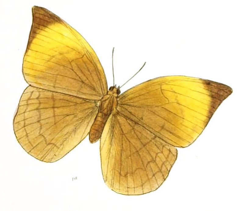 AemonaAmathusia164 1d