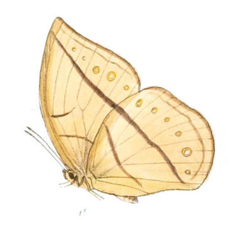 AemonaAmathusia164 1e