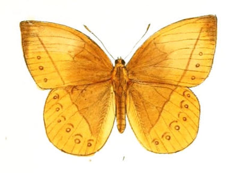 AemonaPealii165 1