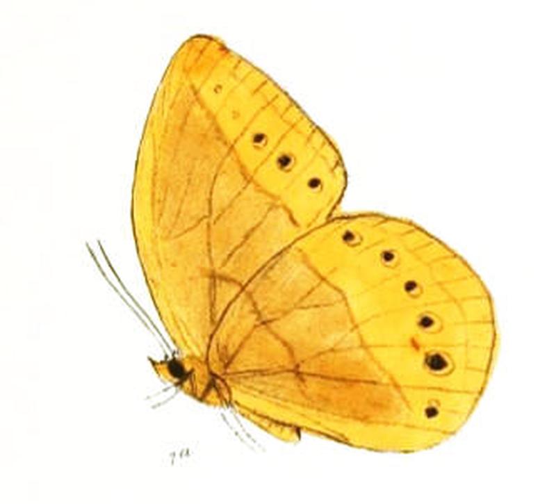 AemonaPealii165 1a