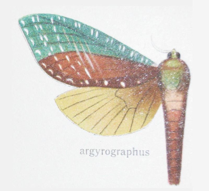 Aenetus scripta Scott 1869 Charagia scripta Scott AW 1869 Charagia argyrographa Felder R Rogenhofer AF 1874