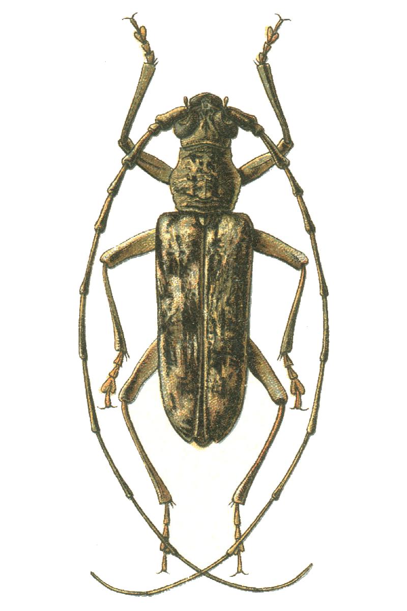 Aeolesthes sarta