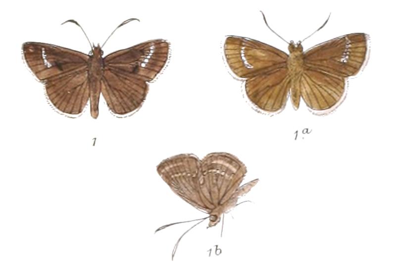 AeromachusStigmata 802 1 Fitch