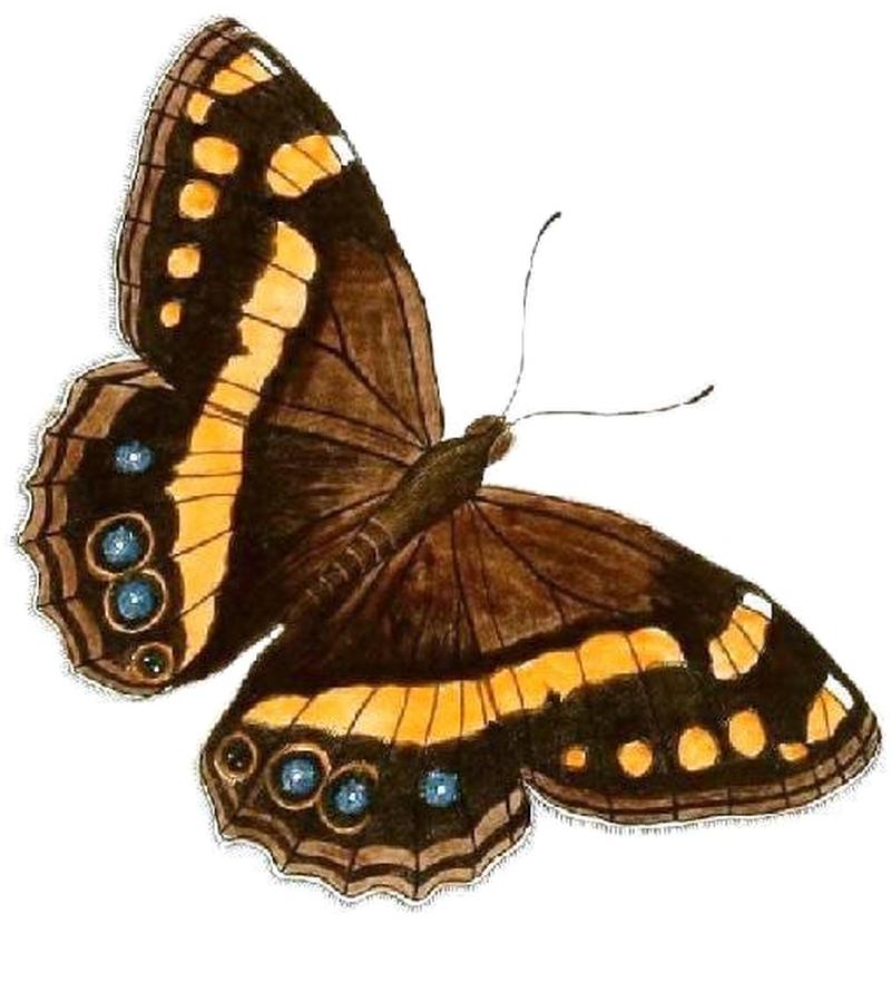 Aeropetes