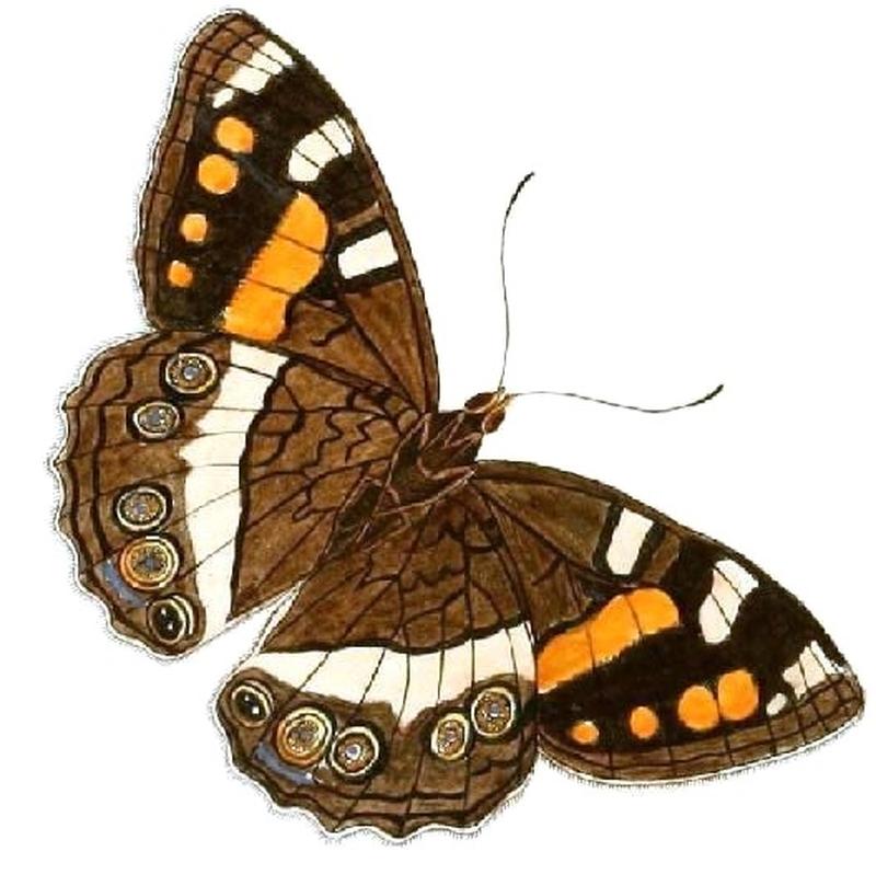 Aeropetes1