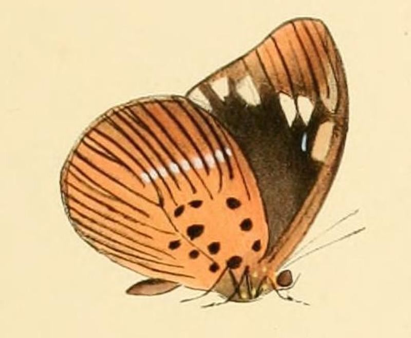 Aethiopana honorius