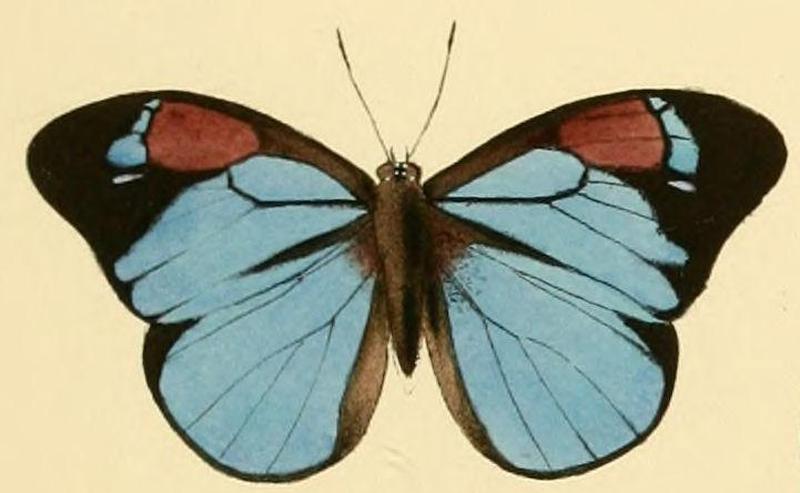 Aethiopana honorius1