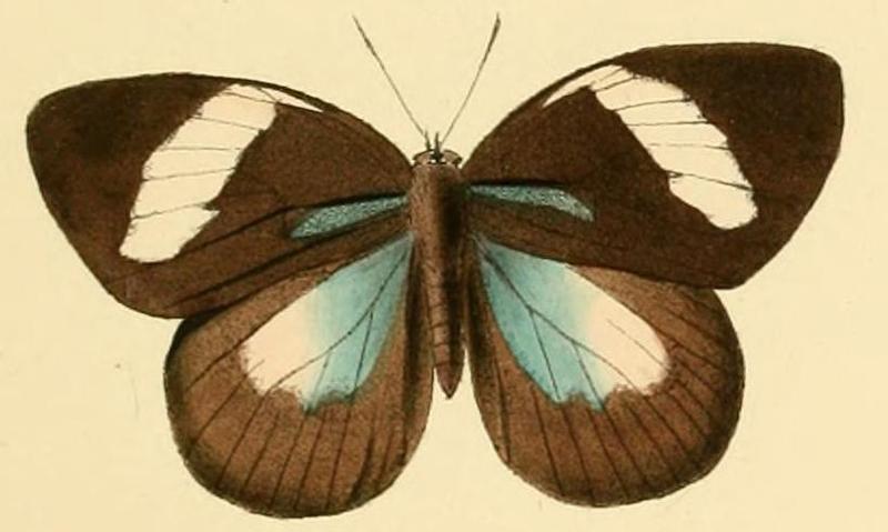Aethiopana honorius2