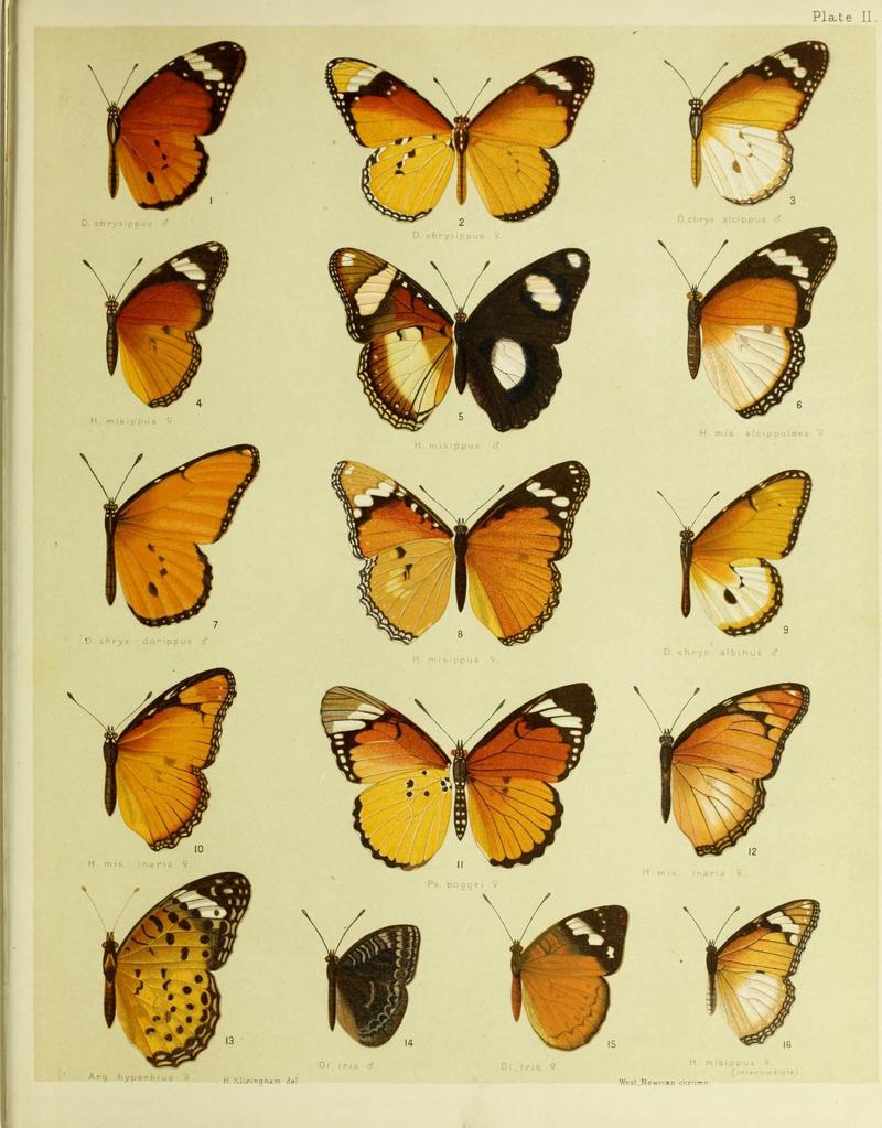 African mimetic butterflies (19394250460)