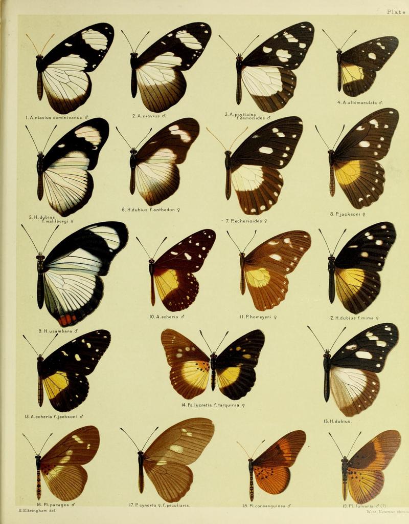 African mimetic butterflies (19394269230)