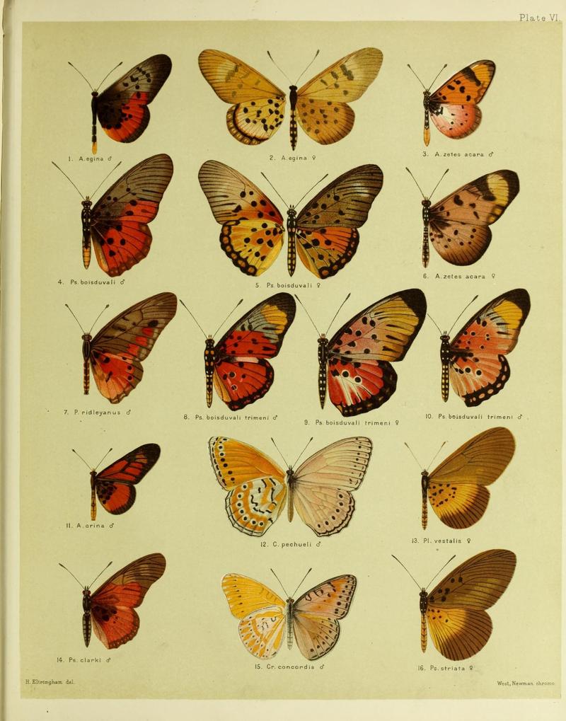 African mimetic butterflies (19394276810)