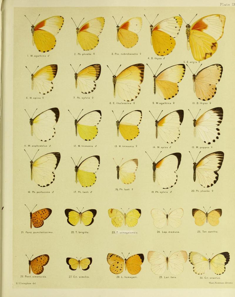 African mimetic butterflies (19394282848)