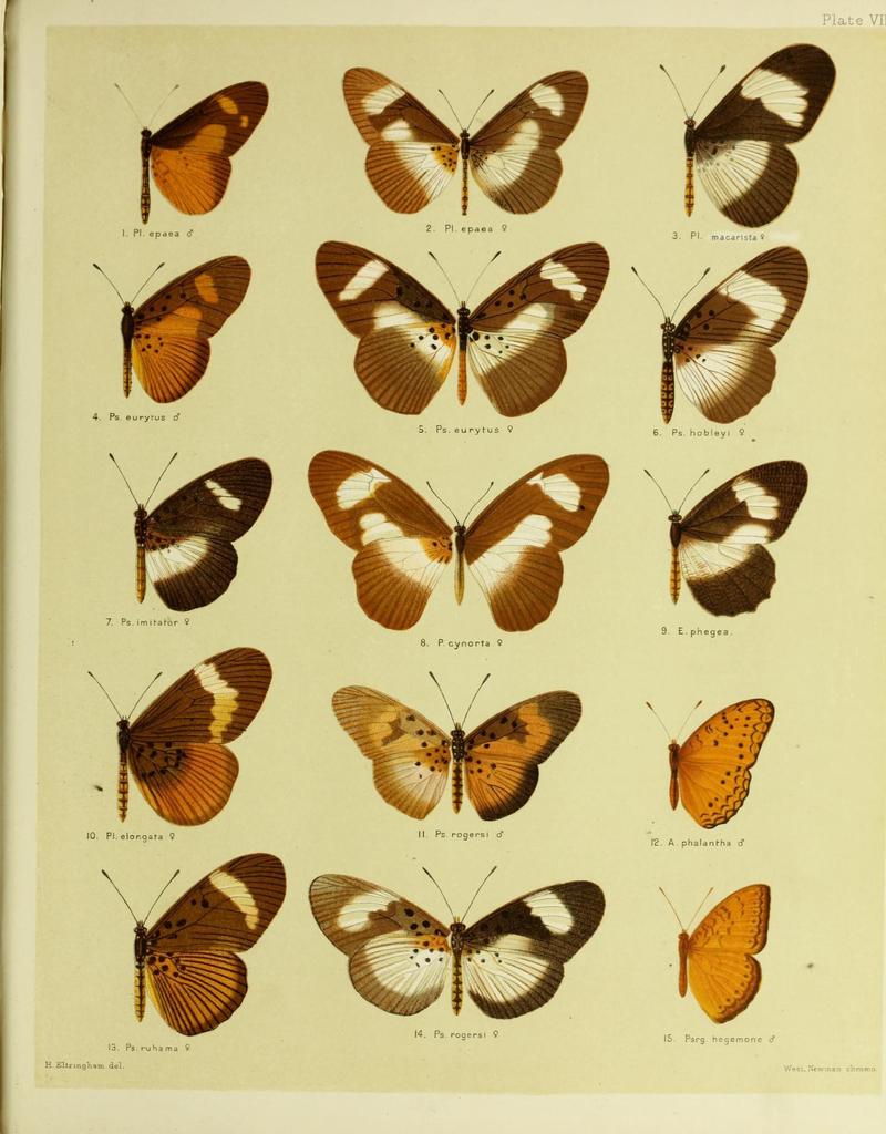 African mimetic butterflies (19394283460)