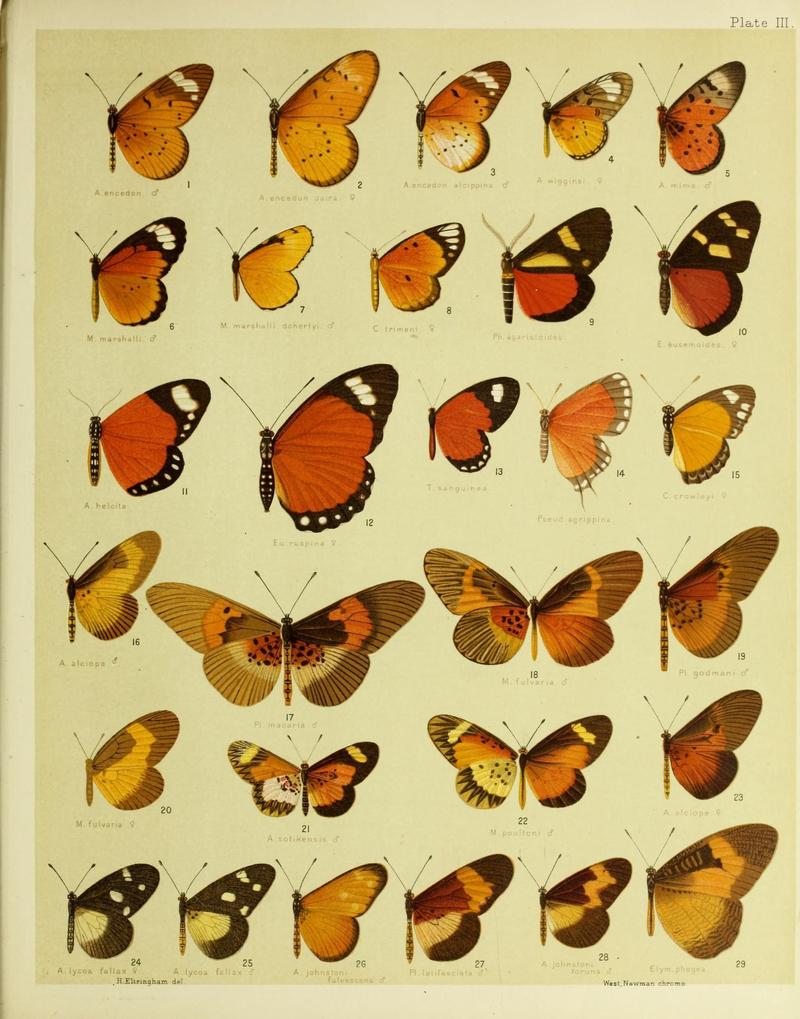 African mimetic butterflies (19556049896)