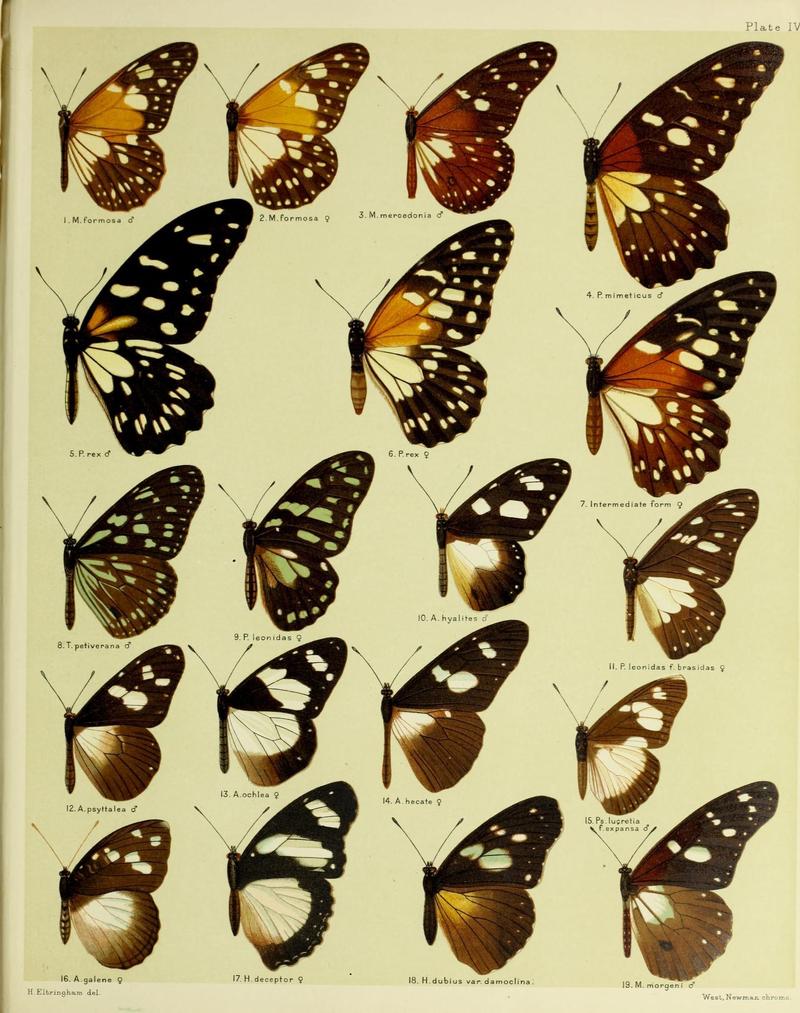 African mimetic butterflies (19575349622)